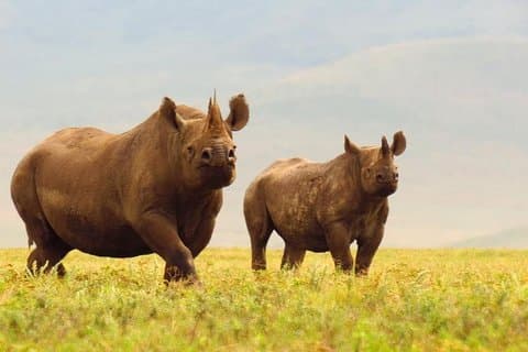 Dagtur i Ngorongoro-krateret