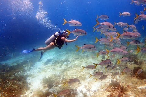 Buceo en el Caribe Mexicano para principiantes | 2 tanques 2 inmersiones | Todo incluido