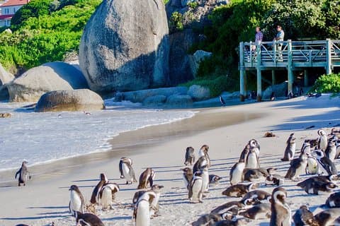 Visite d'une journée complète à Cape Point