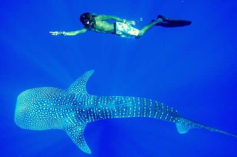 Private Transfer and Whale Watching Tour from Hikkaduwa and Galle