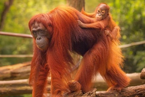 Tour privato Zoo di Ragunan, vita naturale degli animali
