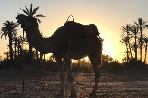 Palmerai groove Camel Ride with SunSet