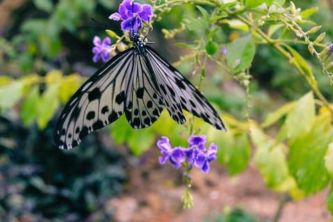 Penang Round Island Tour With Tropical Spice Garden & Entopia Butterfly Farm