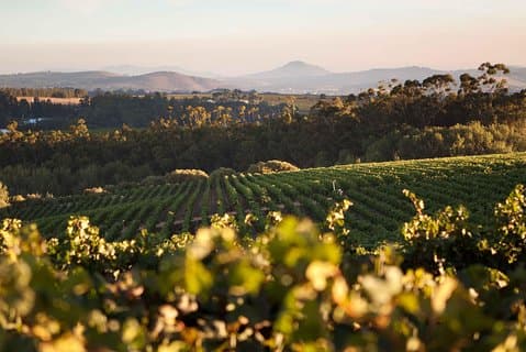 Visite privée d'une journée complète des vignobles de Stellenbosch avec prise en charge et retour