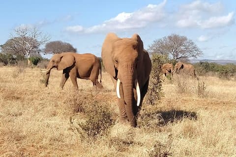 Creme von Kenia-Safari