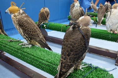 Rondleiding door het Falcon Hospital Abu Dhabi