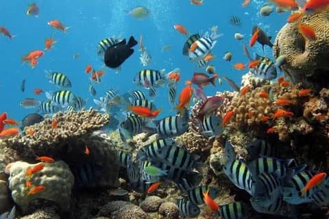 Viagem diurna privada de mergulho com snorkel na Lagoa Azul de Bali Padangbai com tudo incluído