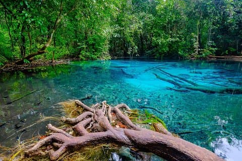 Increíble descubrimiento de la naturaleza de un día completo en Krabi