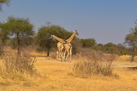 SAFARI - Zakouma National Park