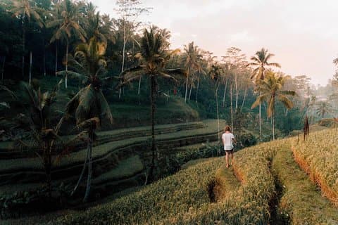 Ubud Schaukel, Reisterrasse und Wasserfall Highlights Tour