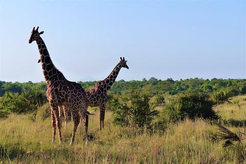 5 dias no Parque Nacional Selous e Mikumi saindo de Dar es Salaam / Zanzibar
