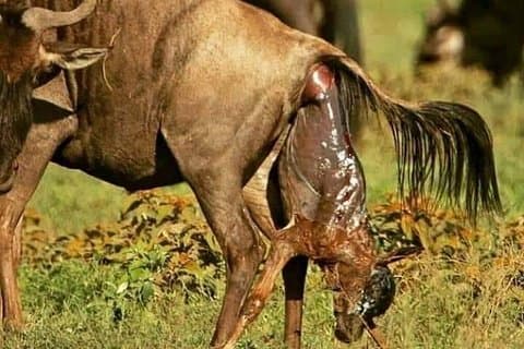 Ngorongoro, Manyara, Tarangire