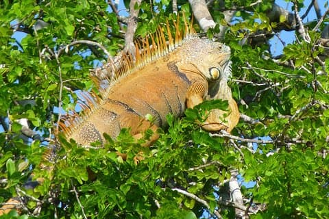 Lamanai Maya Ruin & New River Wildlife Adventure Fra Belize City