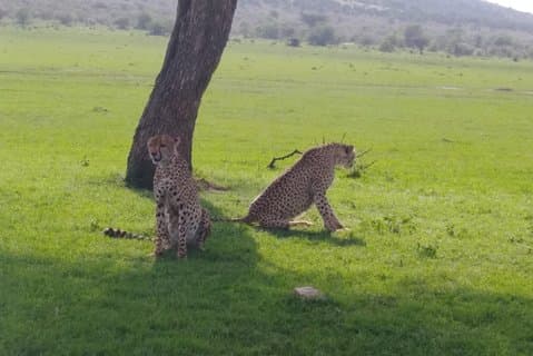 Nairobis nationalpark