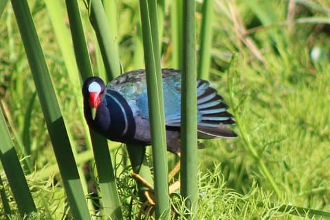Birding Pipeline Road fra Panama City eller Gamboa