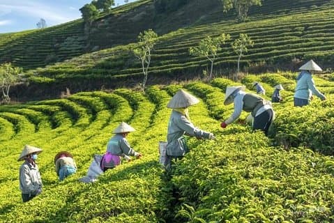 Privat Da Lat 3 dage 2 nætter fra Saigon