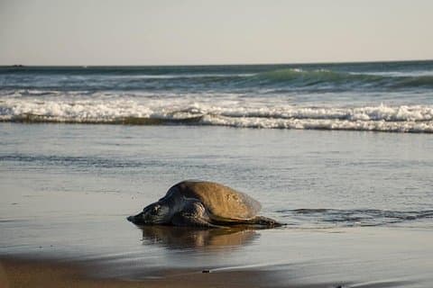 Turtle Nesting Tour in Corozalito