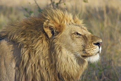 4 jours 3 nuits - cratère de Ngorongoro et Serengeti