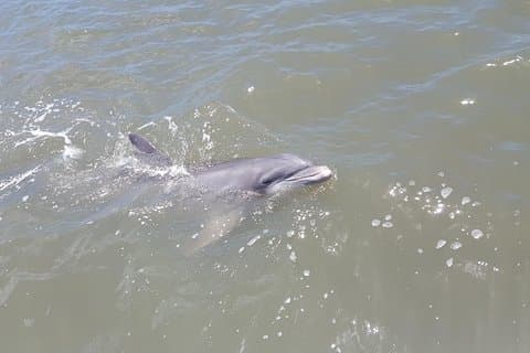 2-stündiges privates Hilton Head Afternoon Dolphin Watching Sail