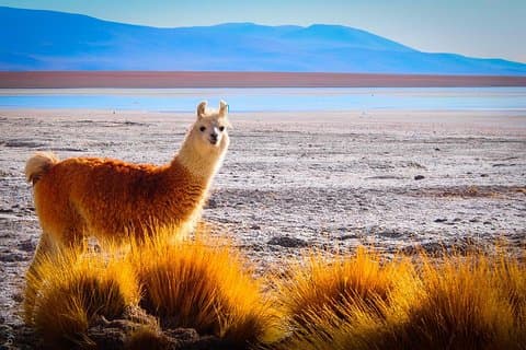 4Tage 3 Nächte La Paz & Uyuni ab PUNO