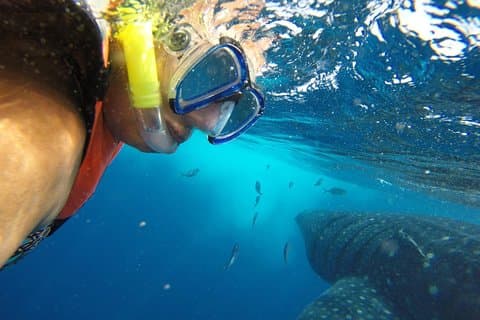 Halbe Tag Walhai Tour von Playa del Carmen