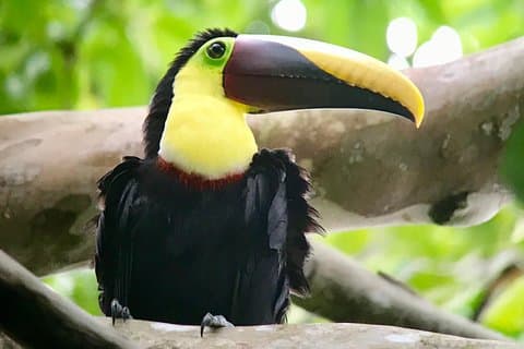 Manuel Antonio nasjonalpark dyrelivstur