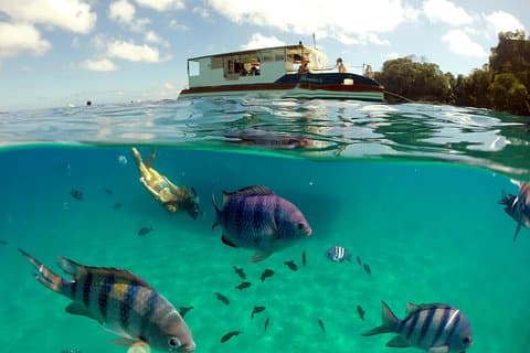 Baignade dans la baie de Sancho de Fernando de Noronha