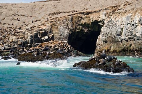 Lima: Ilhas Palomino, nade com leões marinhos no Oceano Pacífico