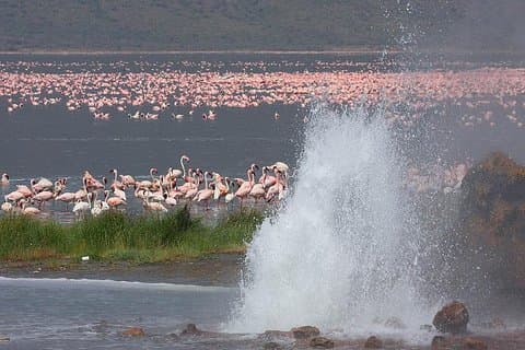 2 days,1 night Flamingo watching at Lake Bogoria and Lake Nakuru National Park