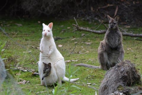 Ganztägig geführte Bruny Island Tour von Hobart