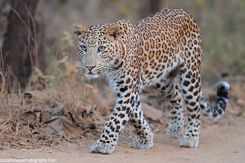 Rajasthan avec Gujarat Tour