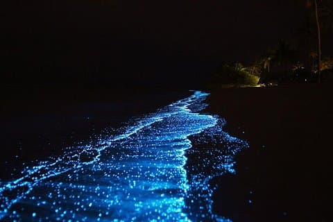 Bio Luminescente Natação De Krabi