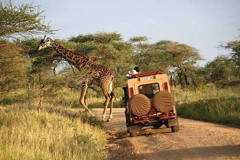 Full Day Tour To Lake Manyara National Park