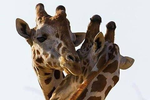 2 Tage Kurztrip zum Mikumi National Park