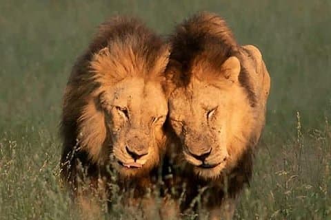 3 Days Serengeti Ngorongoro Crater