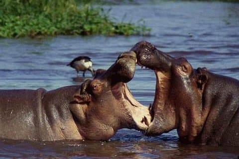 3 Tage Serengeti & Ngorongoro creater