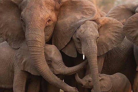6 Days Tanzania Budget Camping Safari