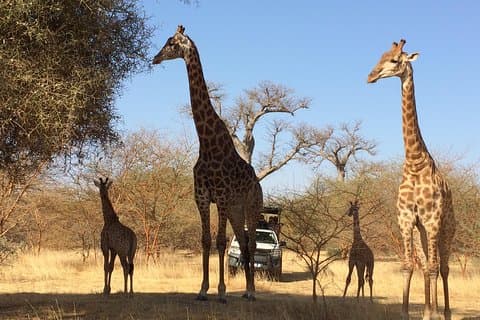 Sensafari Yo privat chauffør guide i Senegal - Bandia reserve