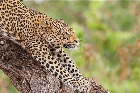 7 Days Great Migration Safari Tanzania (Private budget Safari)