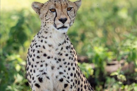 Safari de 2 días en camping económico en Tanzania