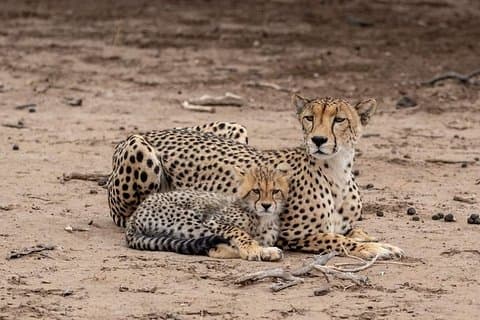 5 Tage Luxus Lodge Safari Tour Tansania