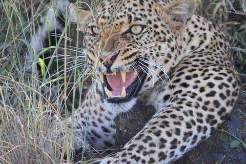 Safari privato di 2 giorni au Tarangire et au Ngorongoro