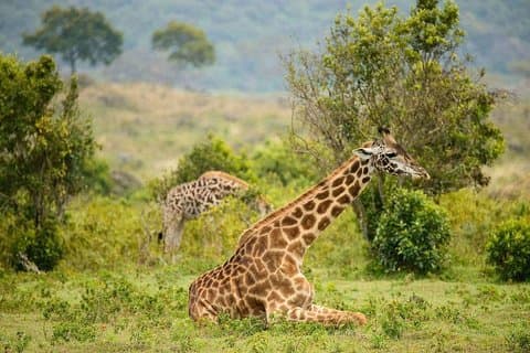 7 jours de safari en Tanzanie