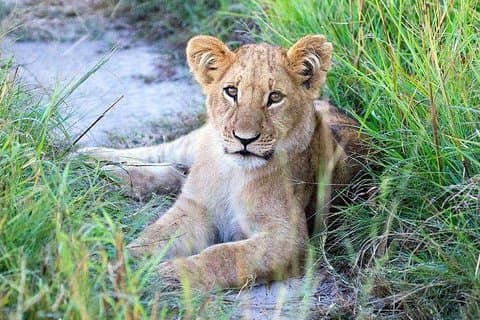 6-daagse luxe safari Tarangire, Ngorongoro, Serengeti en Manyara