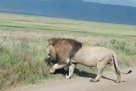 3 Dages Budget Mid Range Safari Tour Tanzania