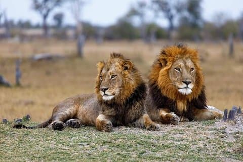 5 Days Budget Mid Range Safari Tour Tanzania
