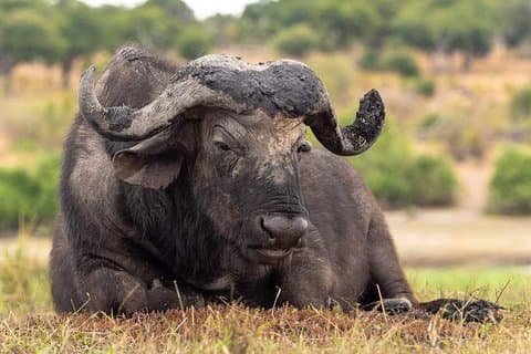 6 Tage Tarangire, Serengeti, Ngorongoro und Lake Manyara