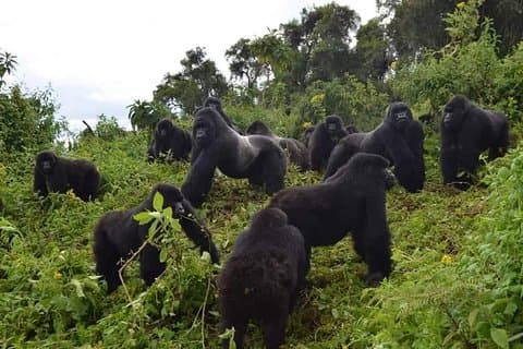 Gorilla trekking e avventure nella natura in Ruanda