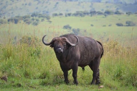 Discover the Beauty of Rwanda in 12Days