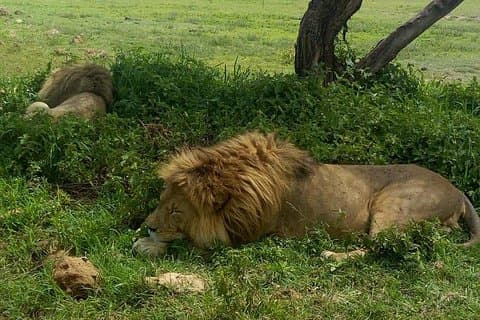 5 giorni partecipa al tour Safari di gruppo in Tanzania